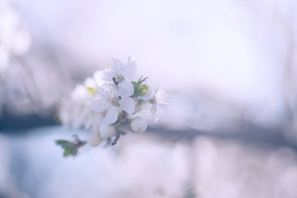 istock Vintage photo of tree flower 484273842