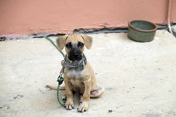istock lovely puppy sitting alone 484274054