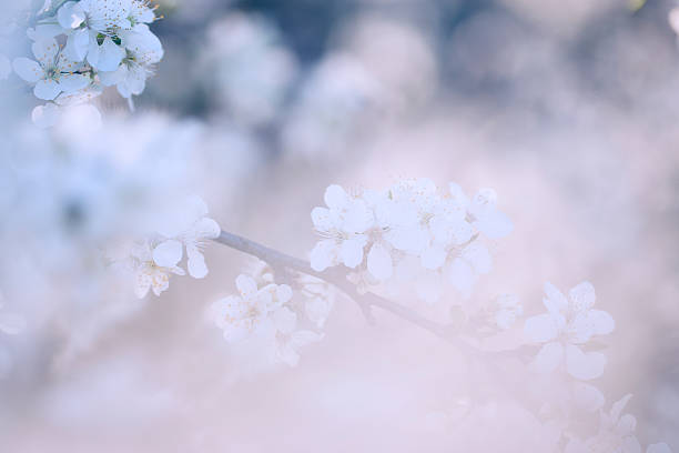 istock Vintage photo of tree flower 484276970