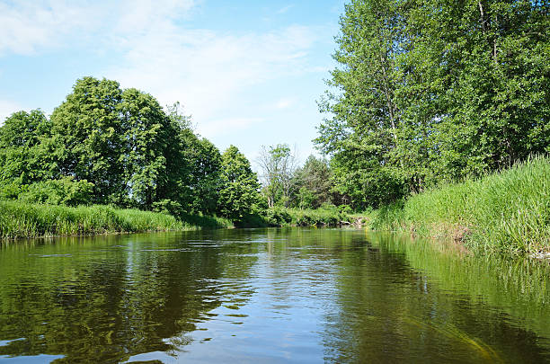 istock Small Lake amongst the Woods in Summer 484277102