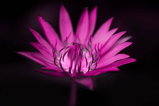 istock pink lotus pollen flower on black 484277172