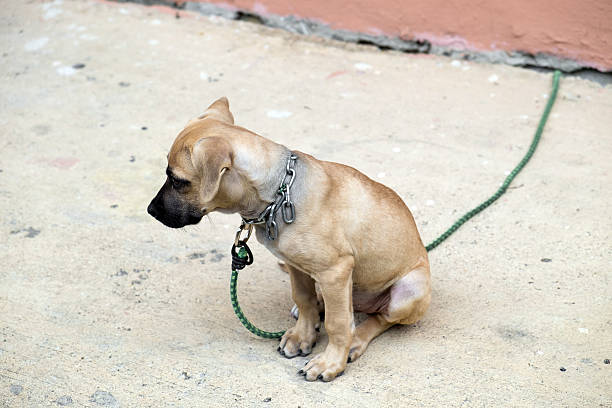 istock lovely puppy sitting alone 484277348