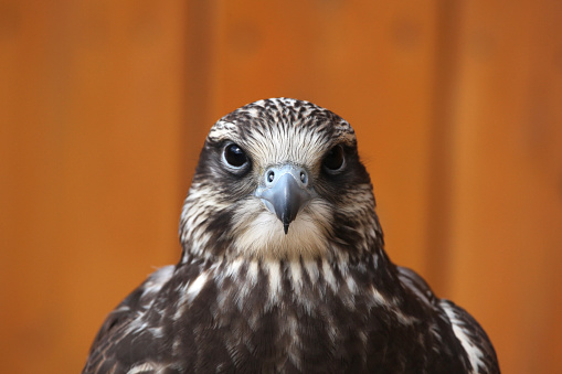 Saker falcon (Falco cherrug). Wild life animal.