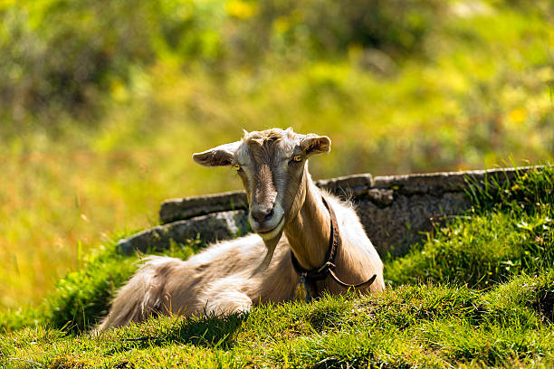 One mountain goat resting on a green pasture in summer