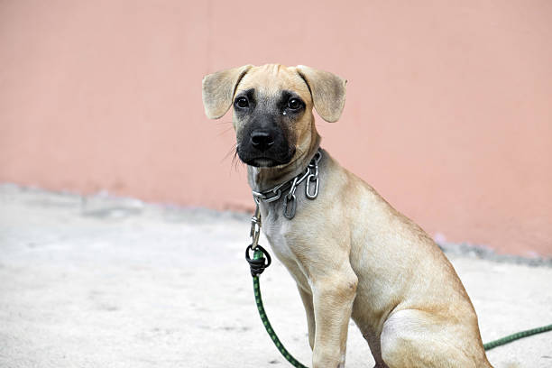 istock lovely puppy sitting alone 484278468