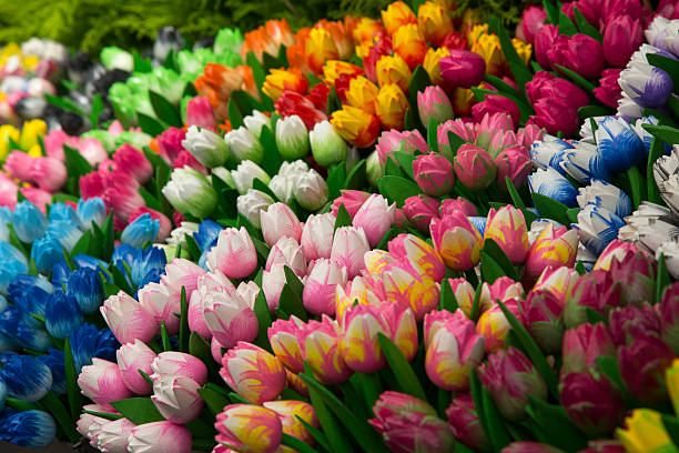 istock tulips in the field 484278602