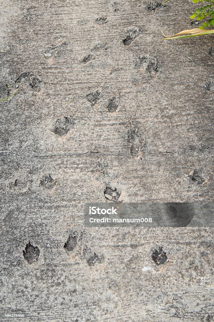 dog footprint dog footprint on cement floor 2015 Stock Photo