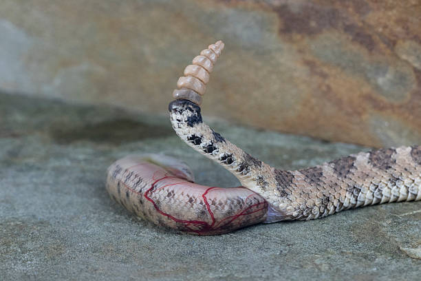istock Sidewinder Rattlesnake giving live birth 484279518