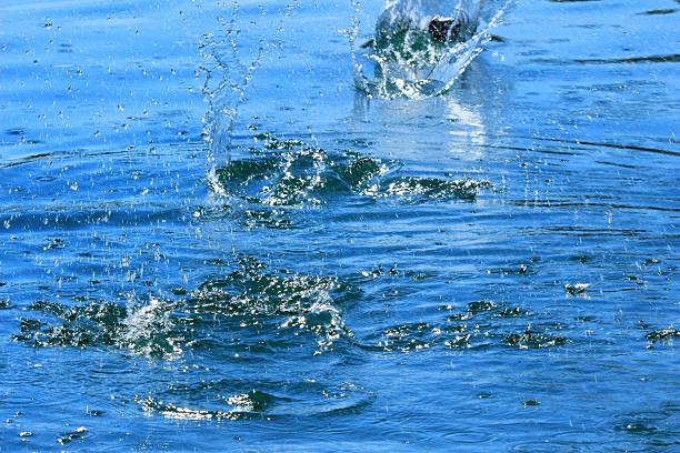 Forchheim, Germany - August 3, 2015: Stone flight over the water in summer, after impacting on the water surface, stones ditschen, steine flitschen