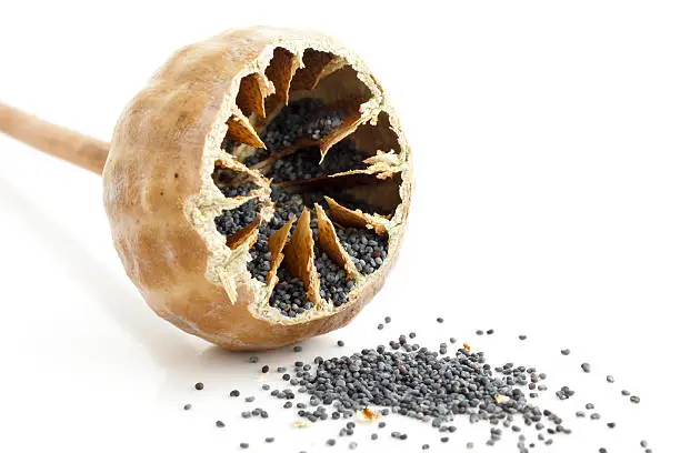 Single cut open poppy seed pod with seeds spilling out on white.