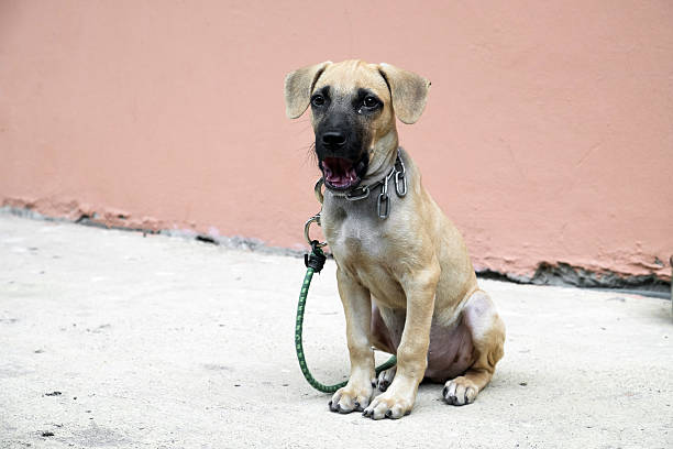 istock lovely puppy sitting alone 484280338