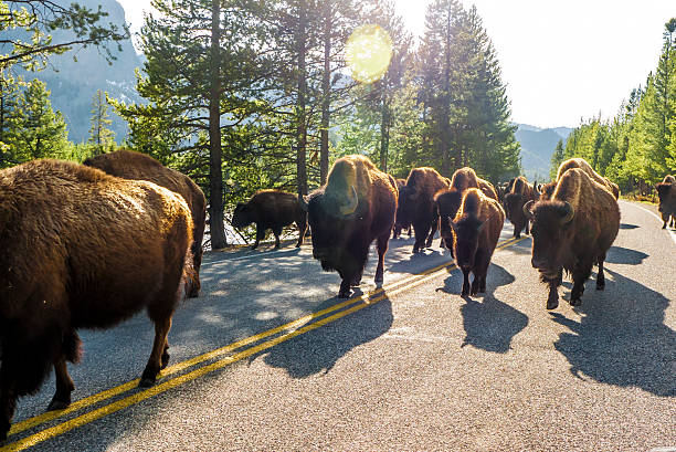Bison Herd of Bison walked freely in Yellow stones National Park USA american bison stock pictures, royalty-free photos & images