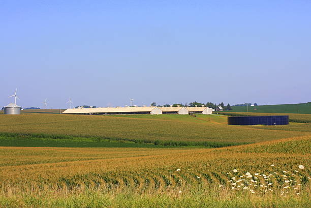 istock Hogs Barns and Wind Turbines in Iowa 484284694