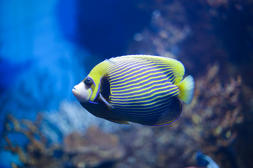 Angelfish (Pomacanthus xanthometapon) swimming over a tropical coral reef.