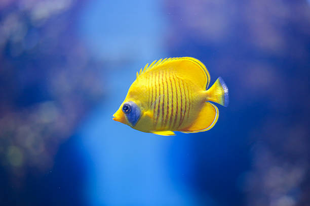 Butterflyfish The butterflyfishes are a group of conspicuous tropical marine fish of the family Chaetodontidae.Found mostly on the reefs of the Atlantic, Indian, and Pacific Oceans blue damsel fish photos stock pictures, royalty-free photos & images