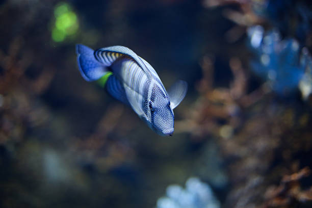 pez tropical - imperial angelfish fotografías e imágenes de stock