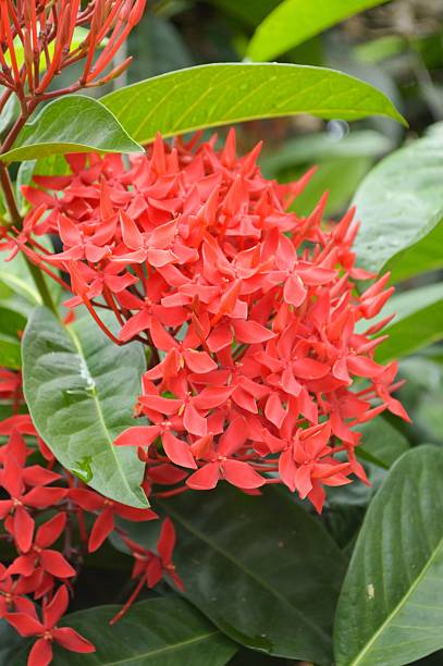 istock red Ixora coccinea flower 484285062