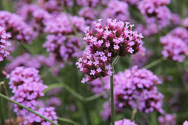 istock Verbena bonariensis flower 484285236