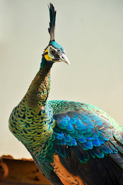 istock The Green Peafowl 484285634
