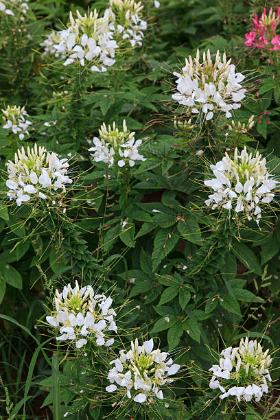 white flower in thailand stock photo