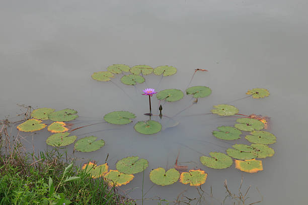 lotus in the pond stock photo