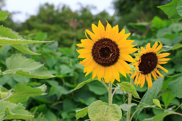 Sunflower in Thailand stock photo