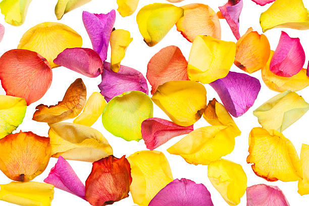istock Dyed Rose Petals In Warm Colors 484286460