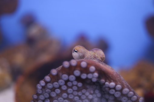 octopus is a cephalopod mollusc of the order Octopoda. It has two eyes and four pairs of arms and, like other cephalopods, it is bilaterally symmetric.