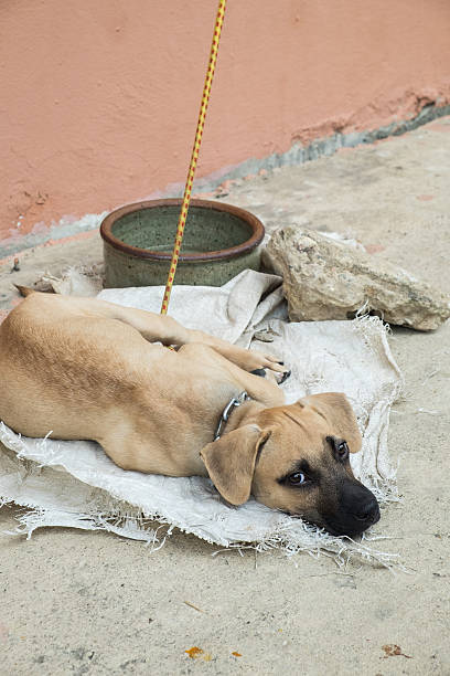 istock Homeless dog lying on the ground 484287758
