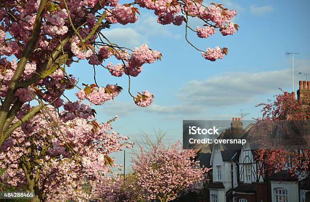 Cherry Blossom Stock Photo - Download Image Now - Blossom, Cherry Blossom, Cherry Tree