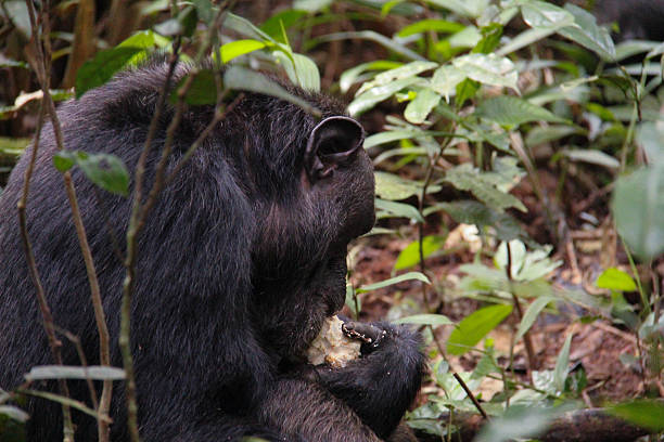 istock Uganda: Chimpanzee Eating A Fruit in the Kibale Forest 484288593