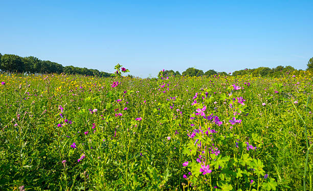 istock Wild flowers in sunlight in summer 484288828