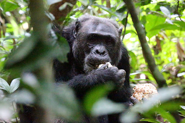 istock Uganda: Chimpanzee Eating A Fruit in the Kibale Forest 484288881