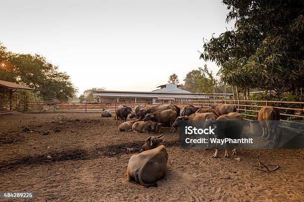 Buffalo - Fotografias de stock e mais imagens de Animal - Animal, Animal de Estimação, Areia