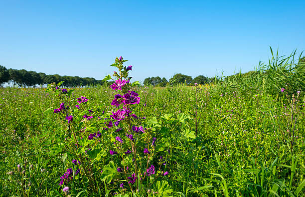 istock Wild flowers in sunlight in summer 484289234