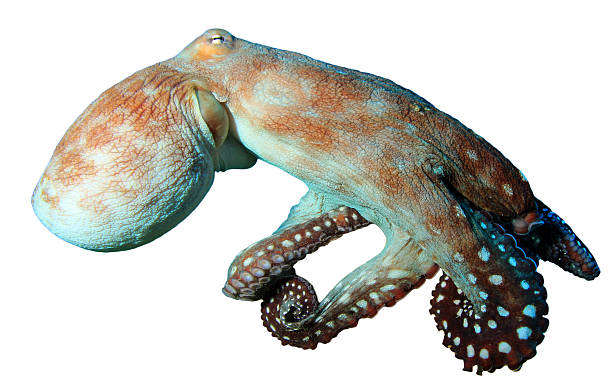 polvo - day octopus imagens e fotografias de stock