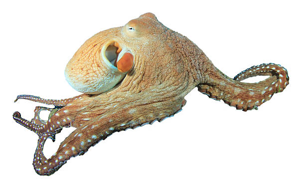 polvo - day octopus - fotografias e filmes do acervo