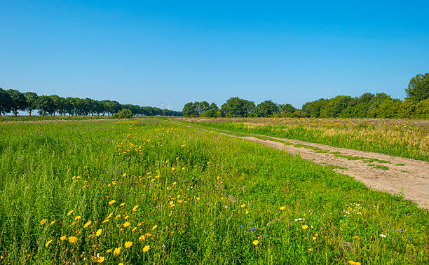 istock Wild flowers in sunlight in summer 484289316