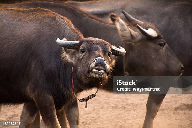 Buffalo Foto de stock y más banco de imágenes de Animal - Animal, Arena, Aspiraciones