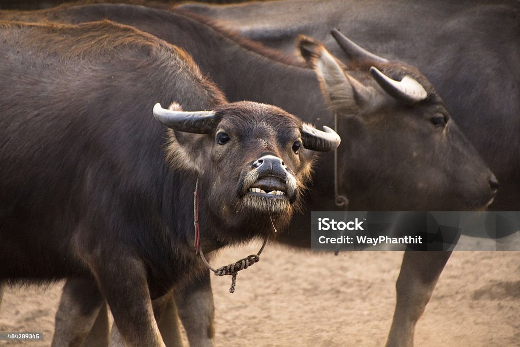 De Buffalo - Photo de Animaux de compagnie libre de droits