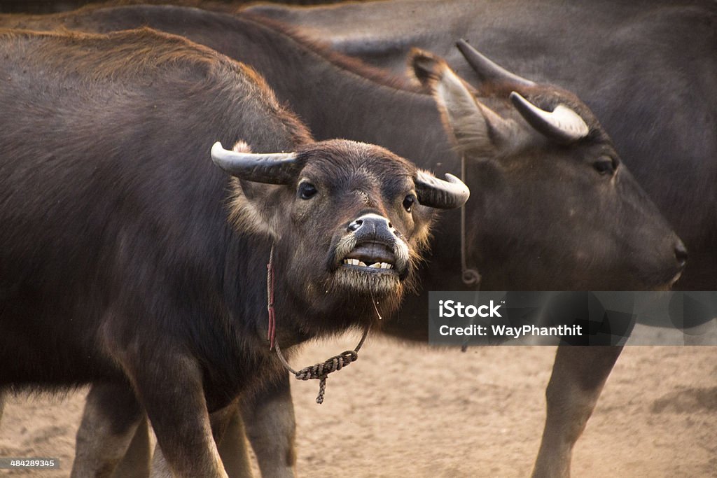 Buffalo - Royalty-free Animal Foto de stock