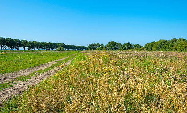 istock Wild flowers in sunlight in summer 484289346