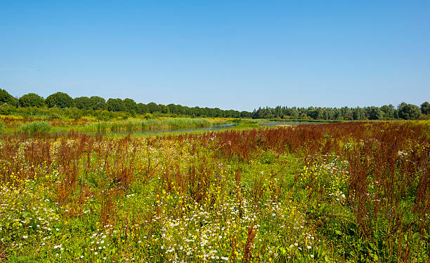 istock Wild flowers in sunlight in summer 484289350