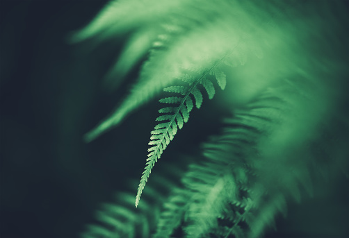 Abstract close-up shot of fern leaves.