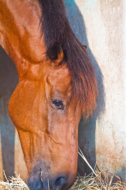 istock Head of horse 484292663