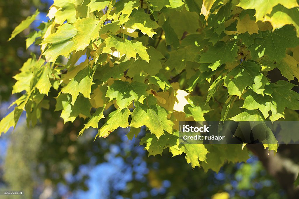 Jaune sur un arbre maple leafs - Photo de Arbre libre de droits