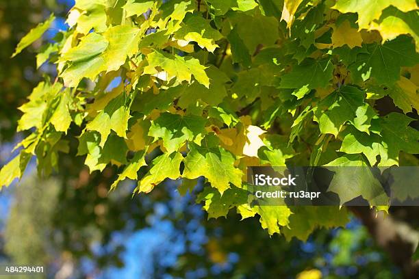 Photo libre de droit de Jaune Sur Un Arbre Maple Leafs banque d'images et plus d'images libres de droit de Arbre - Arbre, Automne, Bleu