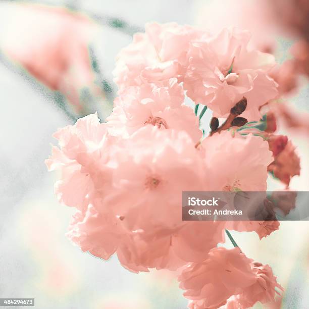 Fiori Di Ciliegio - Fotografie stock e altre immagini di Antico - Vecchio stile - Antico - Vecchio stile, Blu, Bocciolo