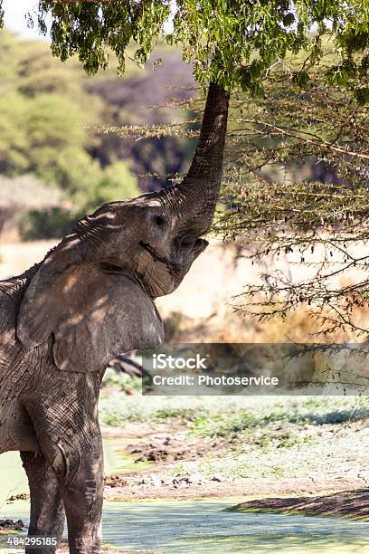 Foto de Deserto e mais fotos de stock de Acácia - Acácia, Alimentar, Animal