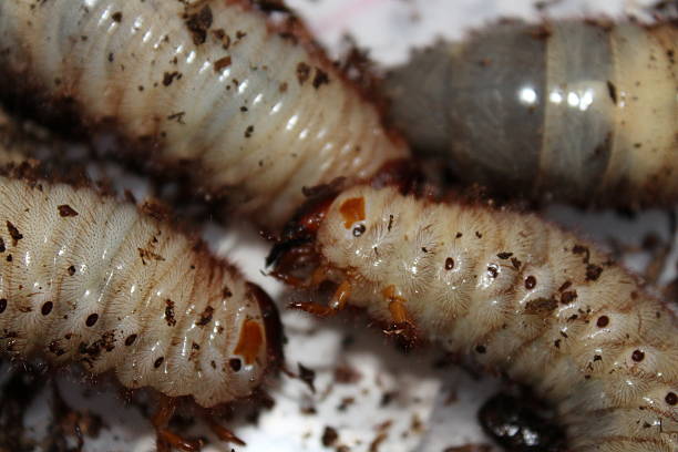 istock xylotrupes sumatrensis larvaea 484295885